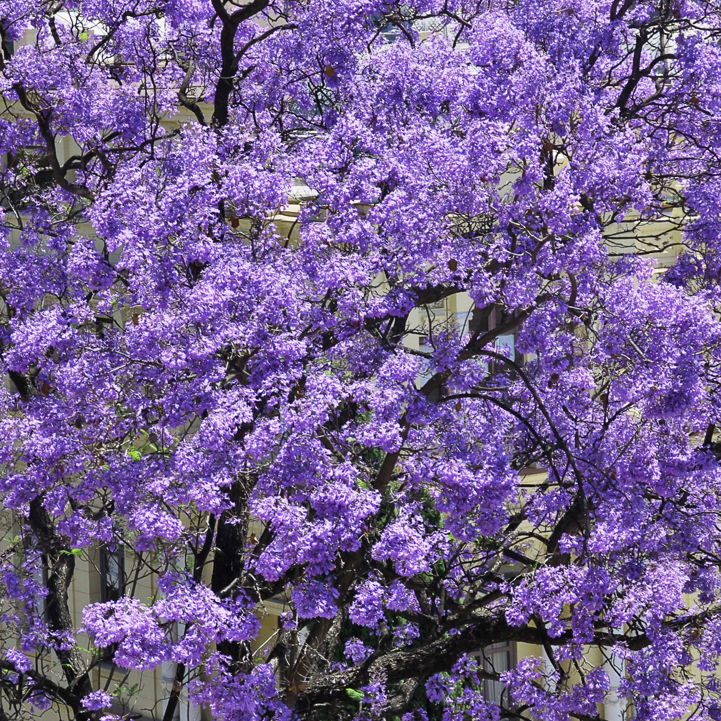 100Pcs Royal Empress Tree Seeds (Paulownia tomentosa), Flower Seeds