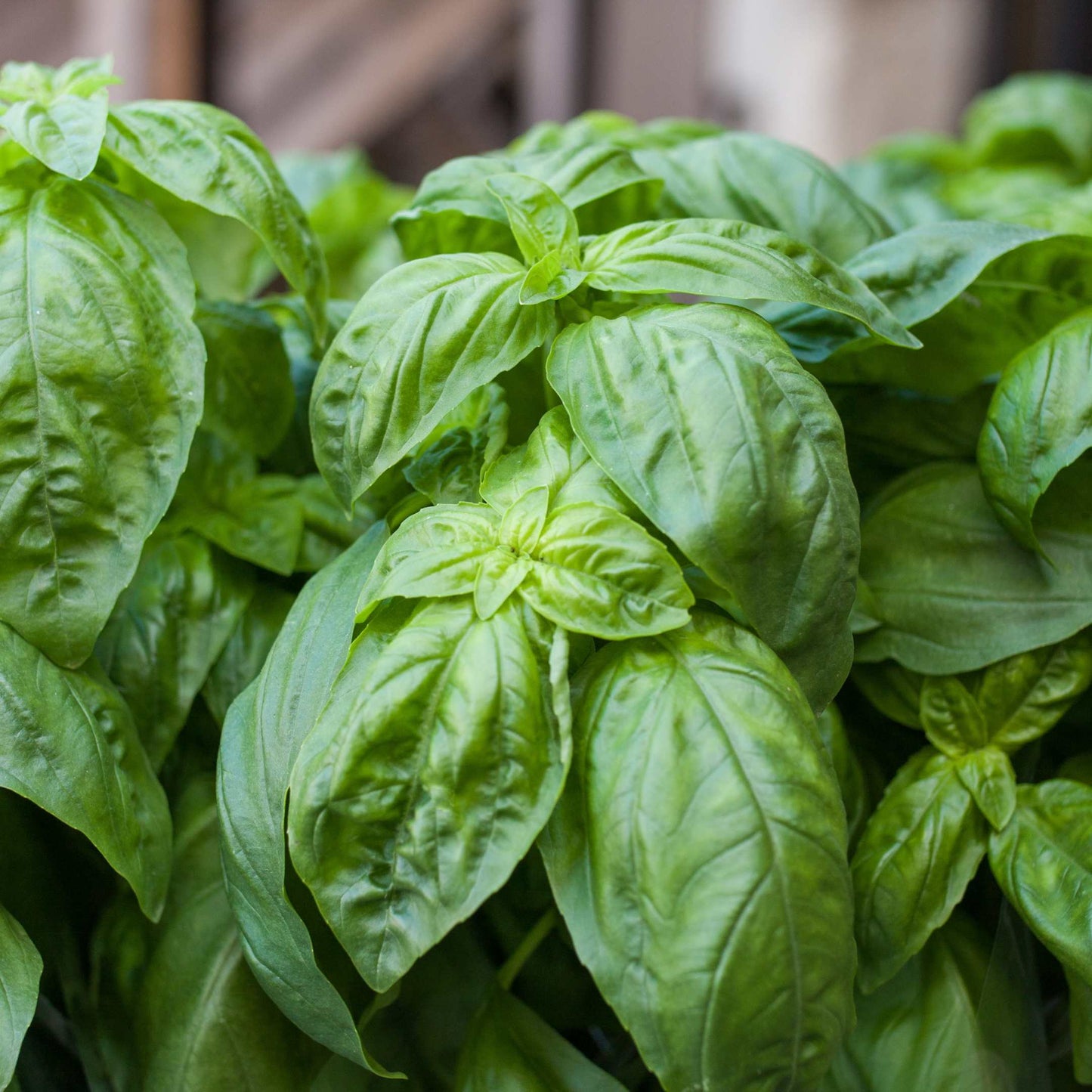 100Pcs Organic Basil Seeds Pack