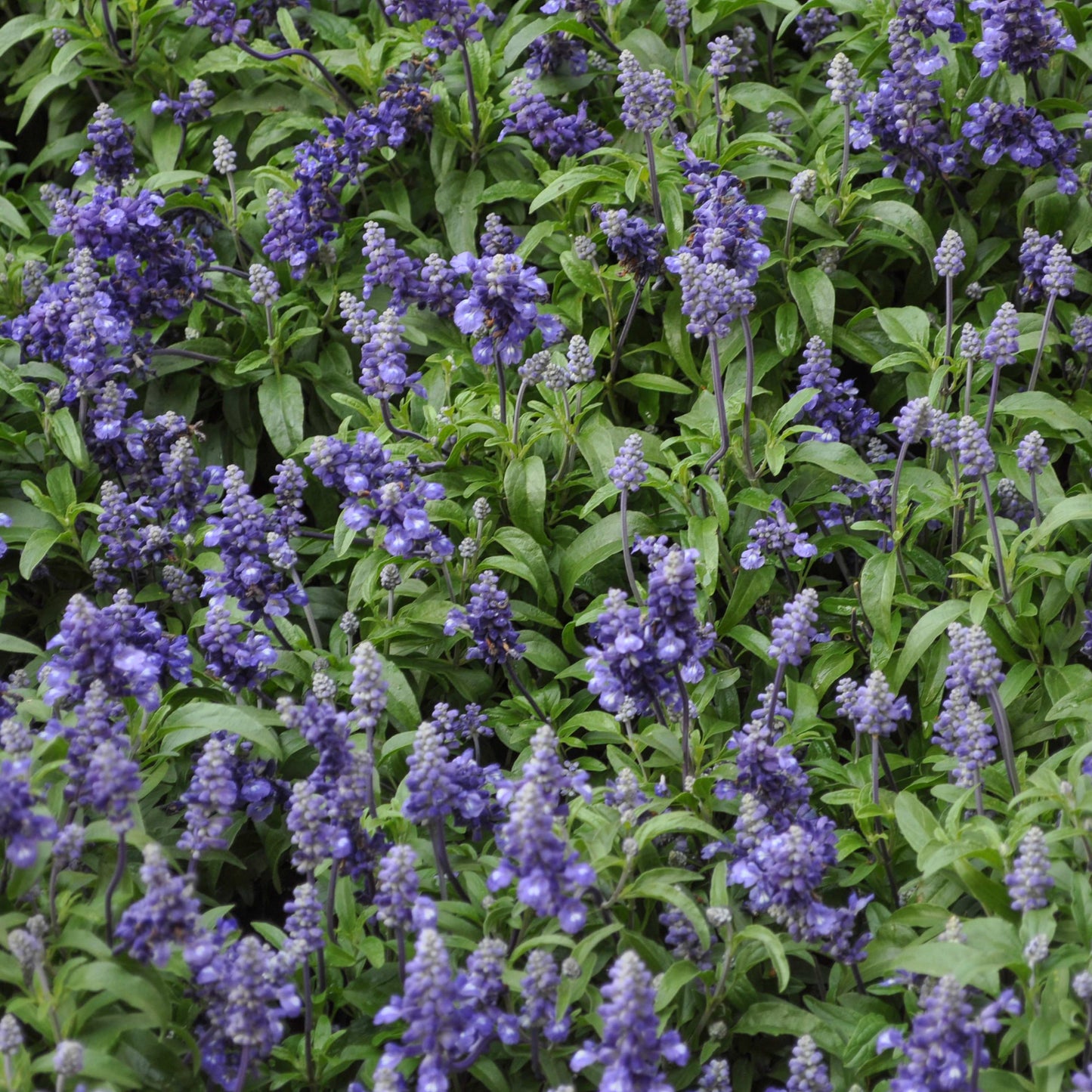 100Pcs Organic Sage Seeds