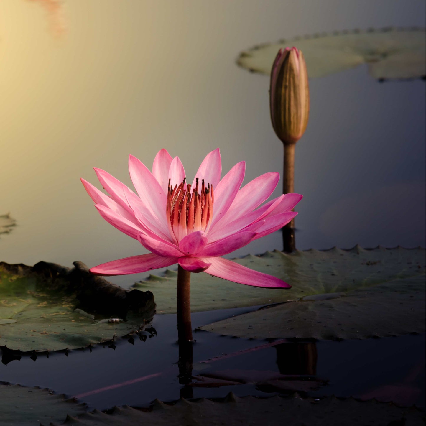5 PINK LOTUS Flower Seeds