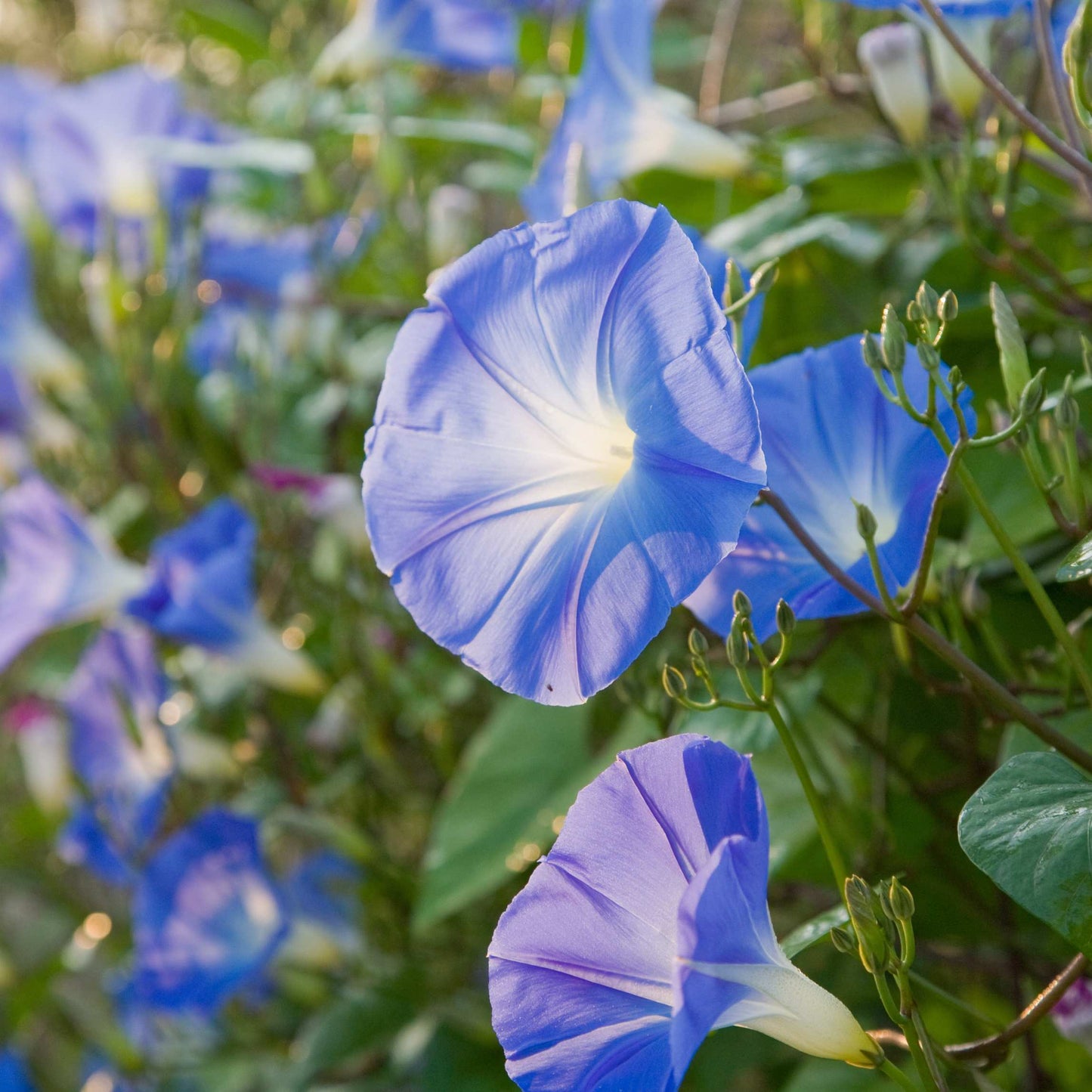 100Pcs Mix Color Morning Glory Flower Seeds