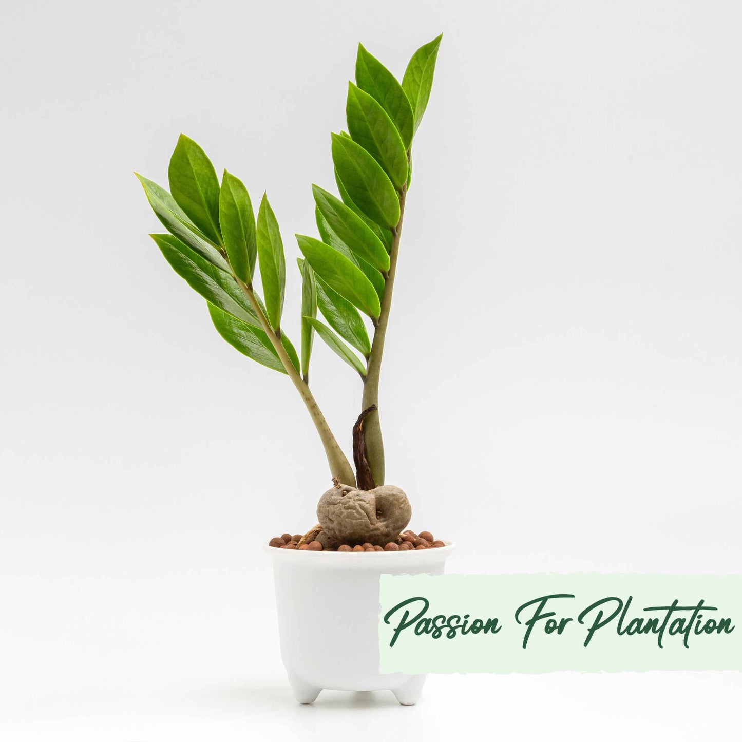 50Pcs Money Tree Plant Seeds (Zamioculcas zamiifolia)