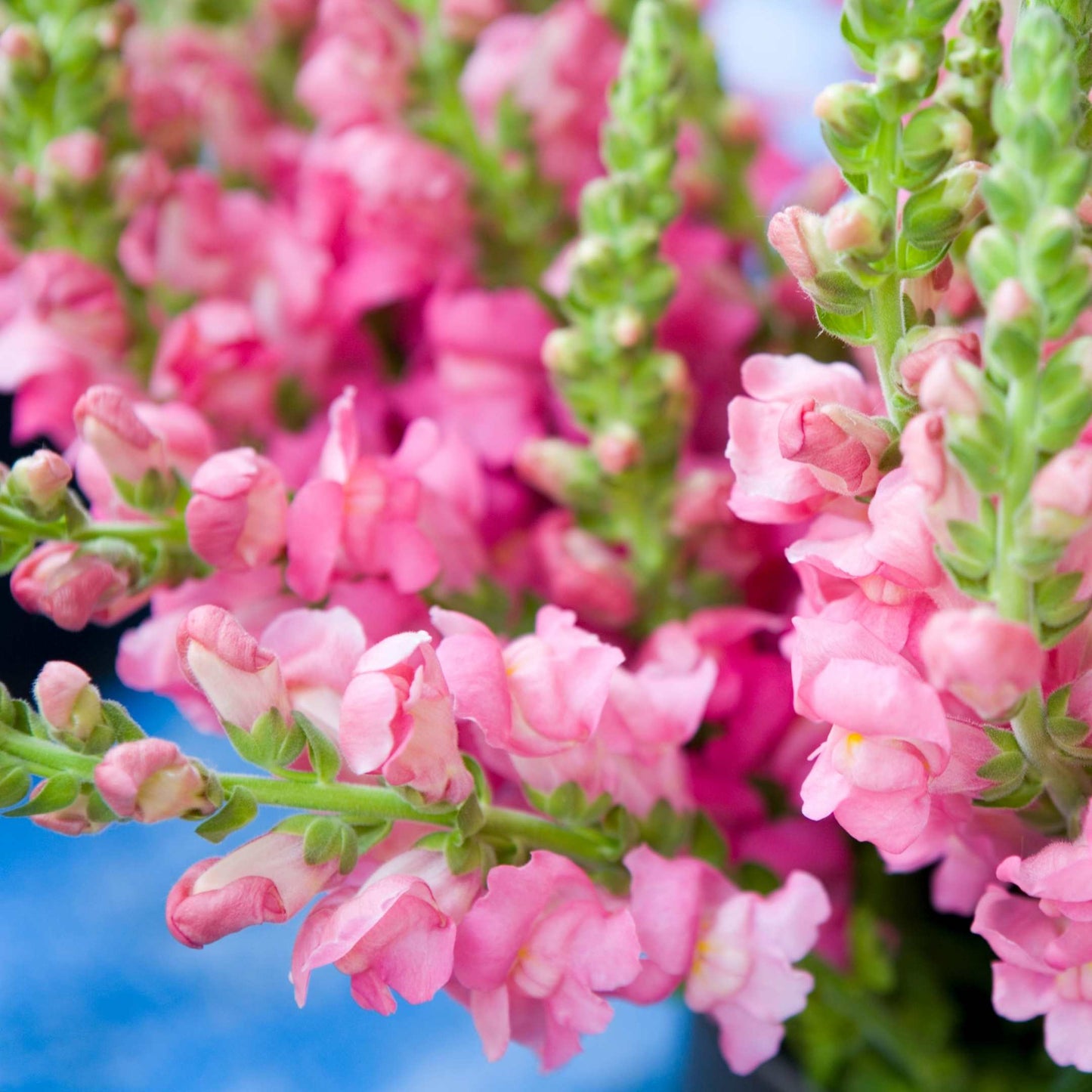 100Pcs Organic Snapdragon Flower Seeds Pack