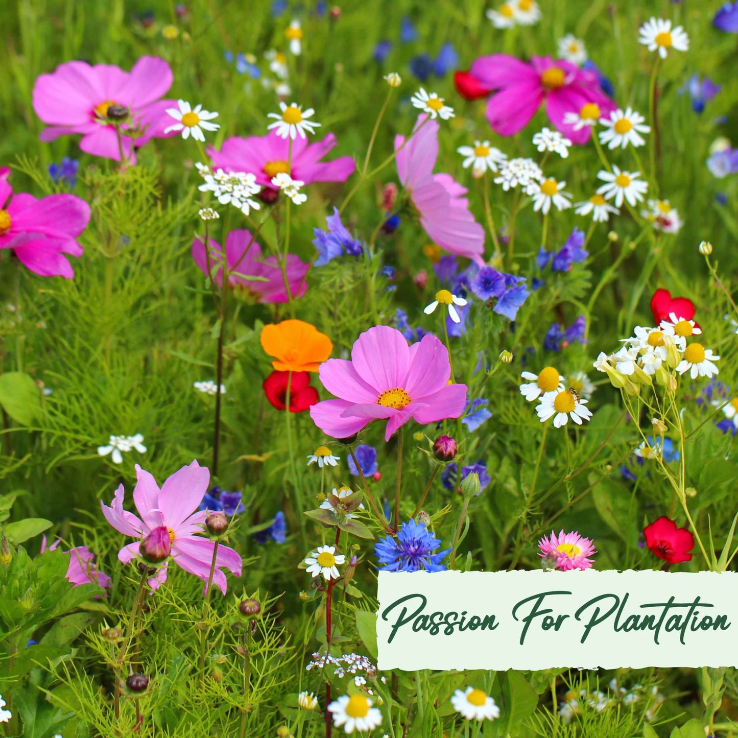 500Pcs Bulk Vibrant Fresh Wildflower Seeds Pack