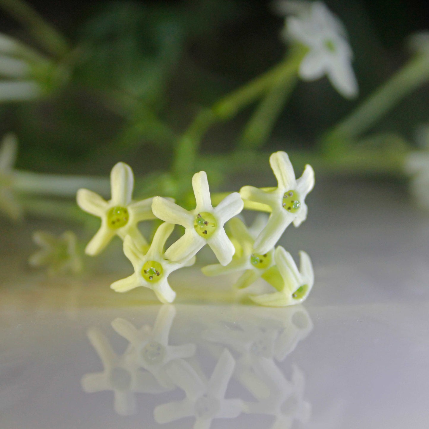 20pcs Night Blooming Jasmine Seeds