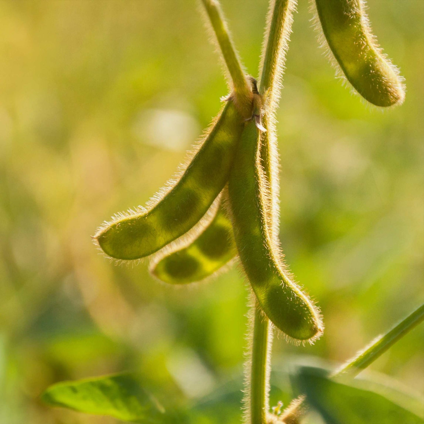 20Pcs Organic Non-GMO Soybean Seeds Pack