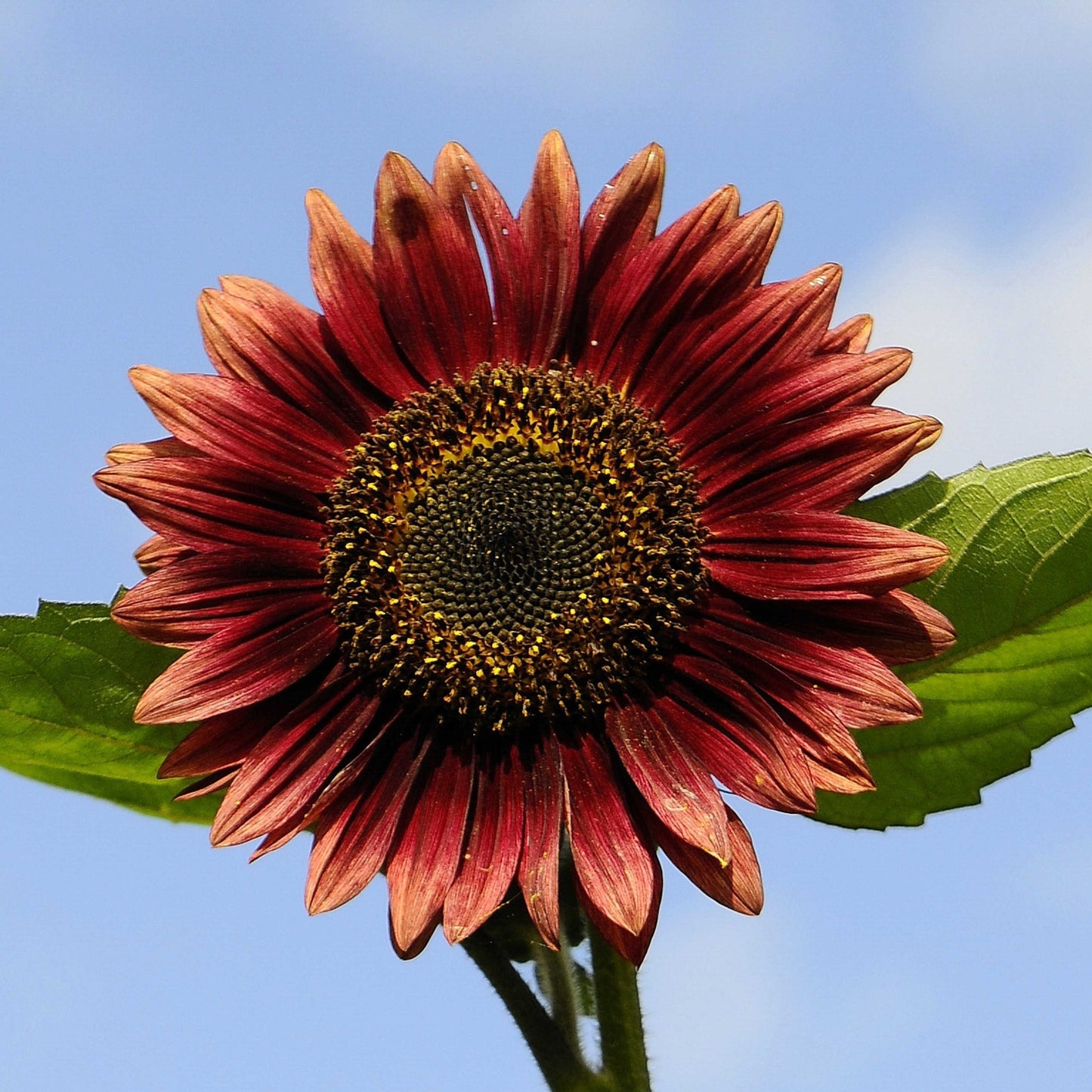 20Pcs Red Sunflower Seeds
