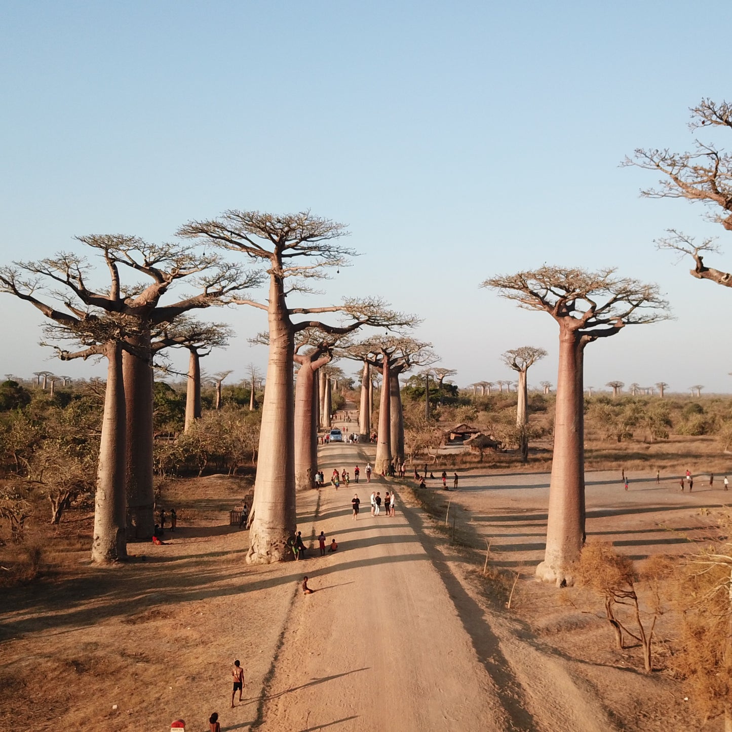 10 Seeds Baobab Tree Seeds (Adansonia Digitata)