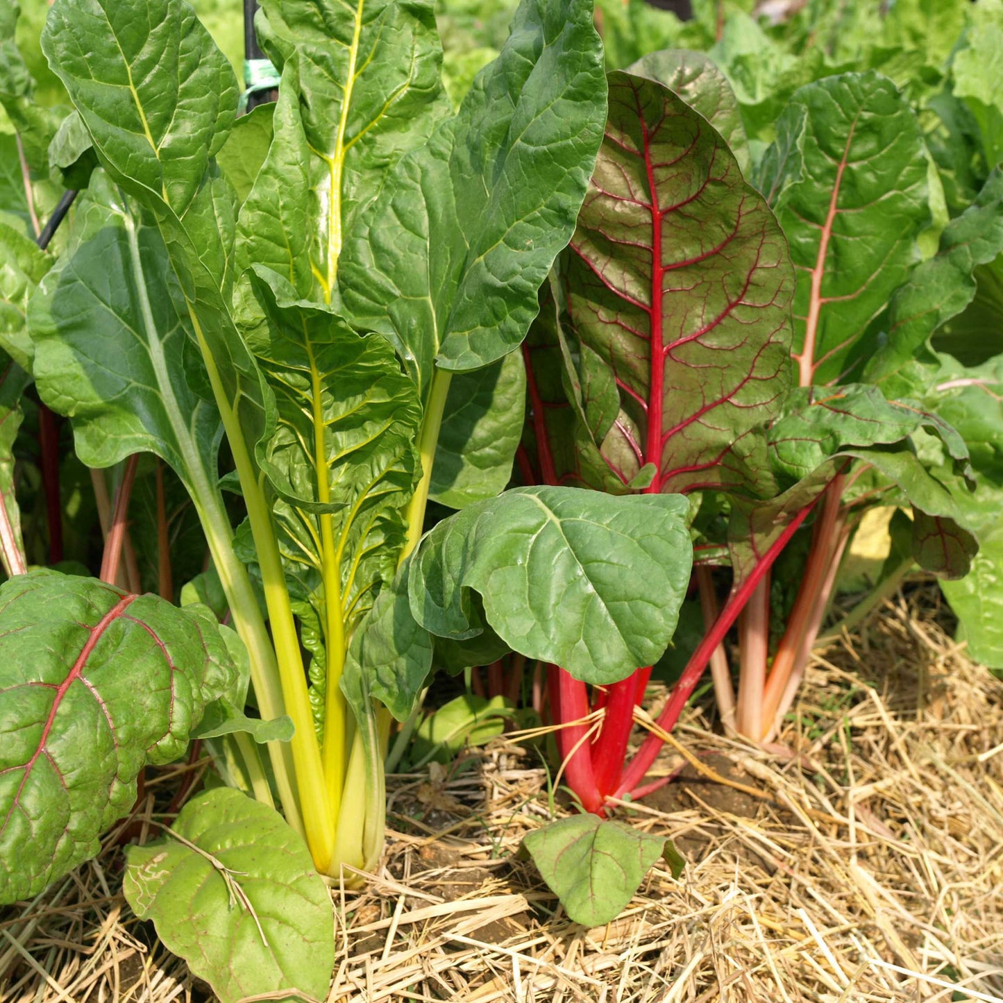 20Pcs Organic Swiss Chard Seeds