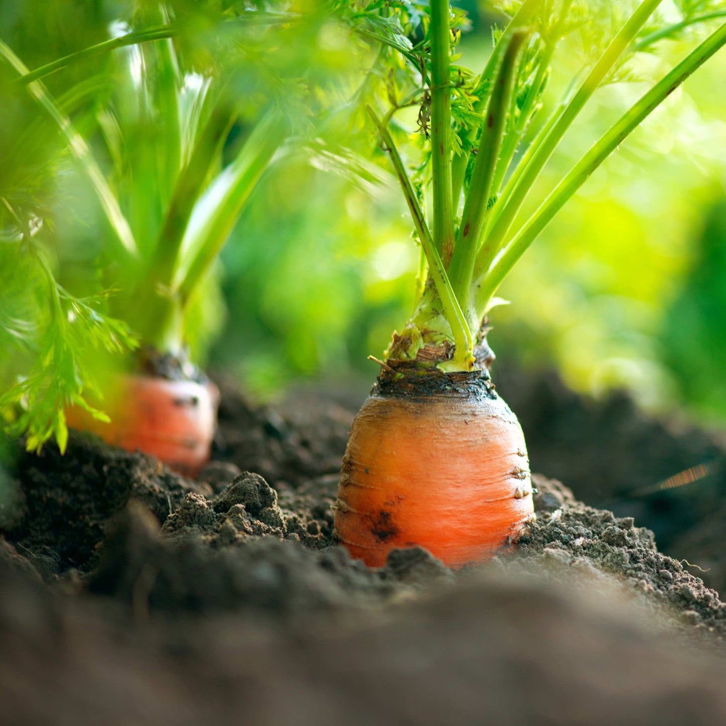 100Pcs Organic Carrot (Daucus carota) Seeds