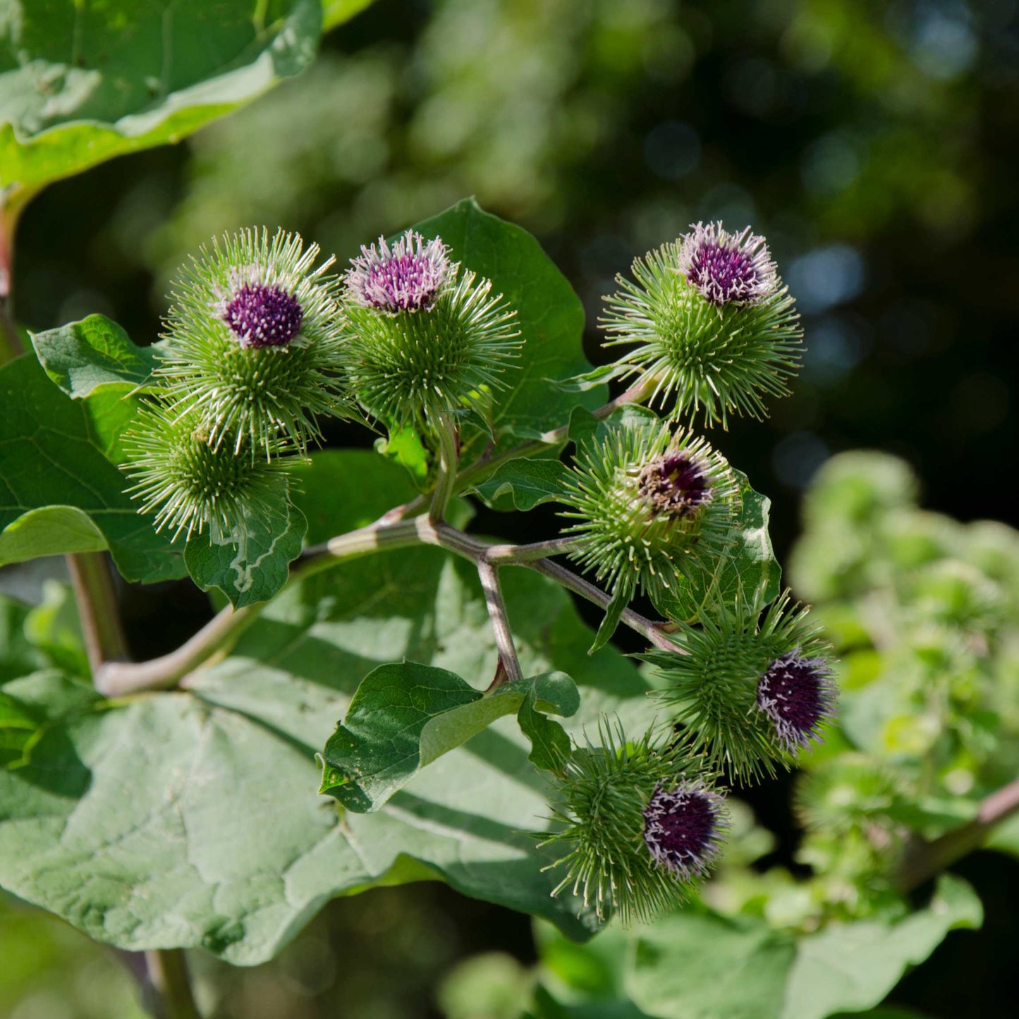 100Pcs Organic Burdock Seeds