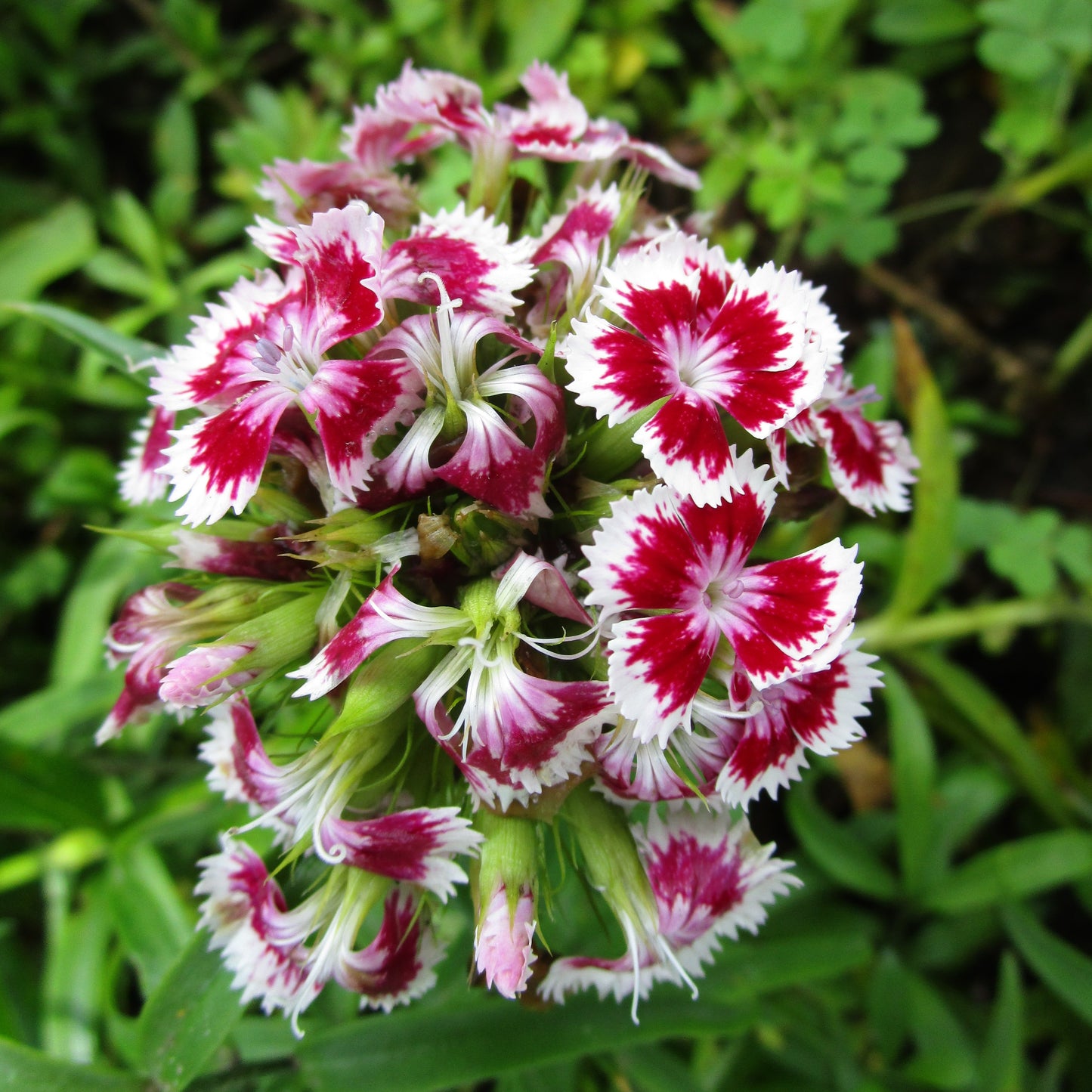 100Pcs Mixed Multicolor Sweet William Flower Seeds
