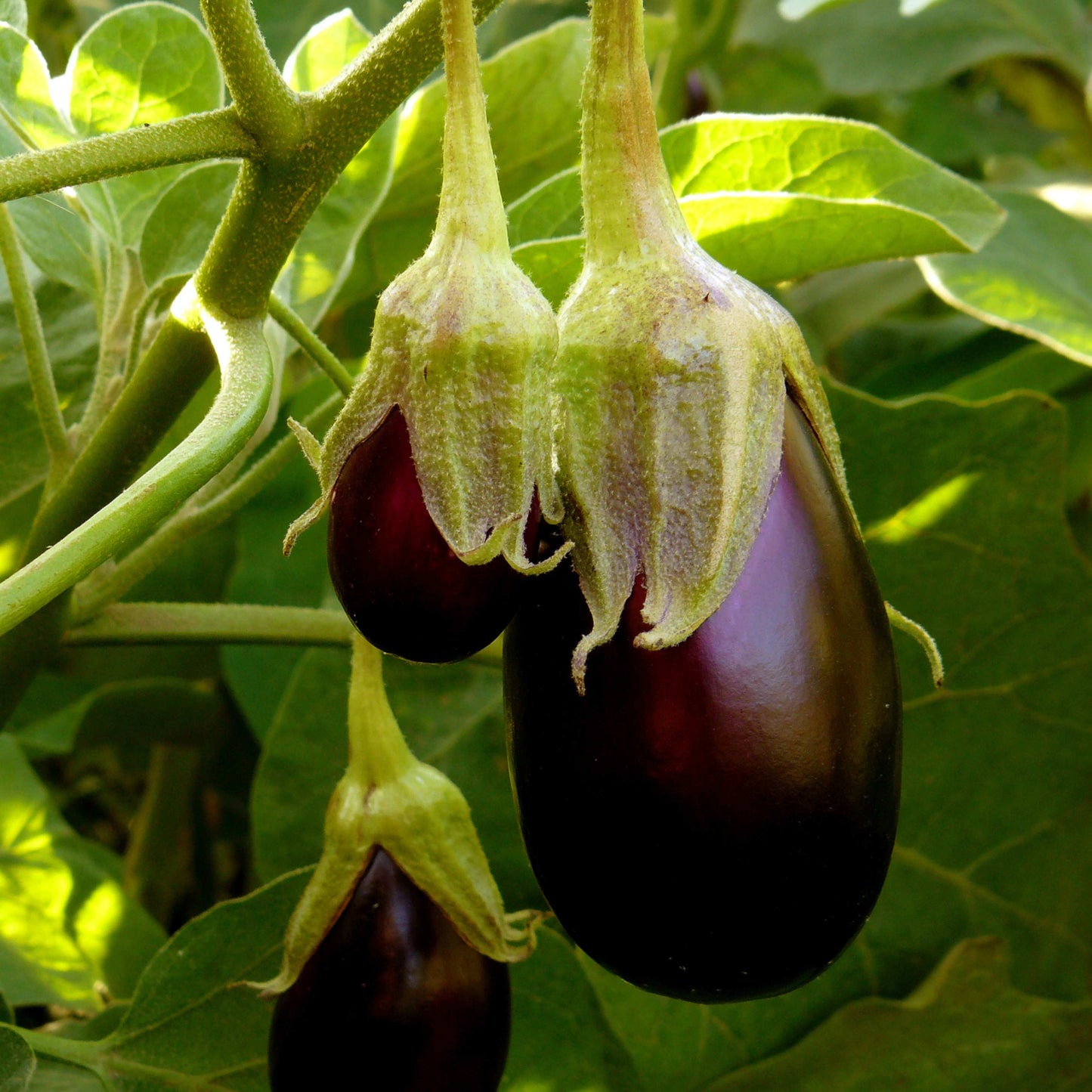 100Pcs Organic Eggplant (Solanum melongena) Seeds