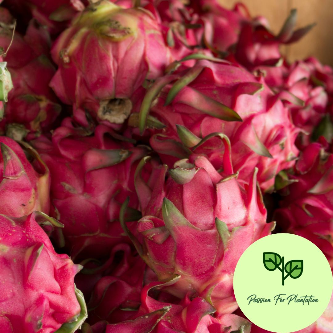 100Pcs Dragon Fruit Seeds