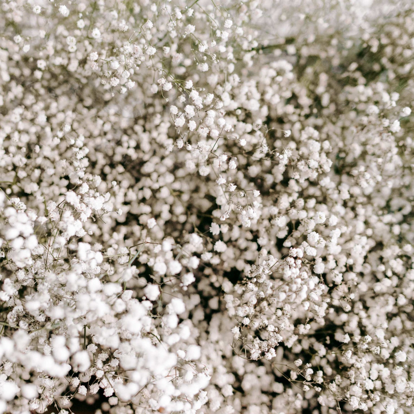50Pcs Baby's Breath, Gypsophila Seeds