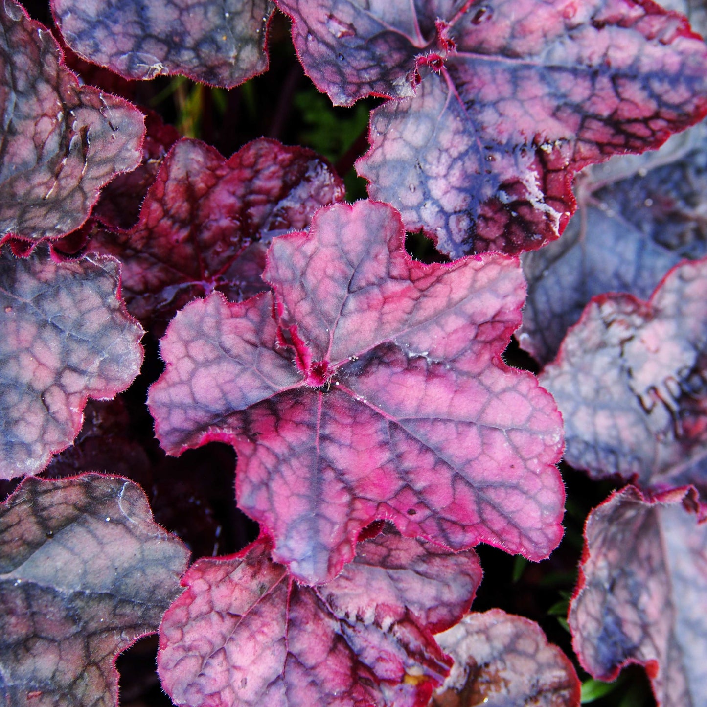 20Pcs Coral Bells (Heuchera Americana) Flower Seeds