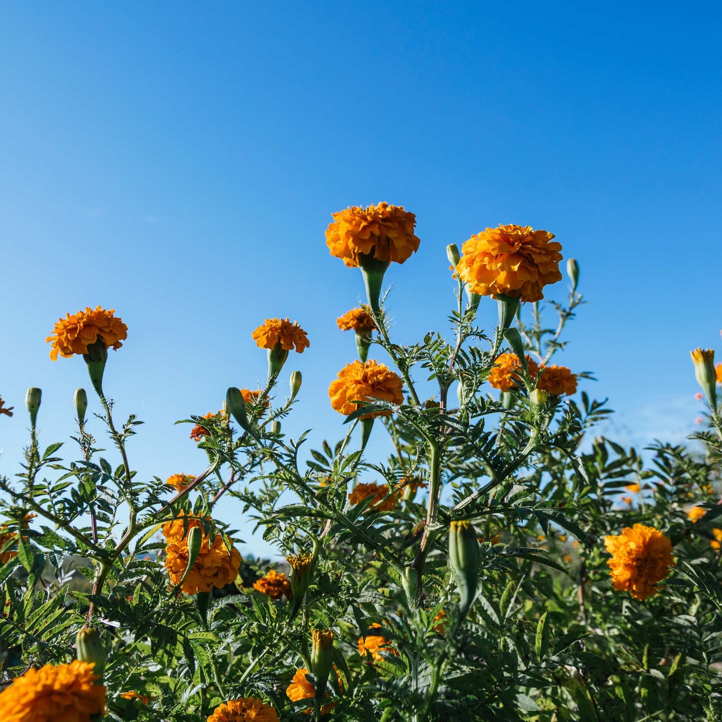 100Pcs African Marigold Seeds Pack