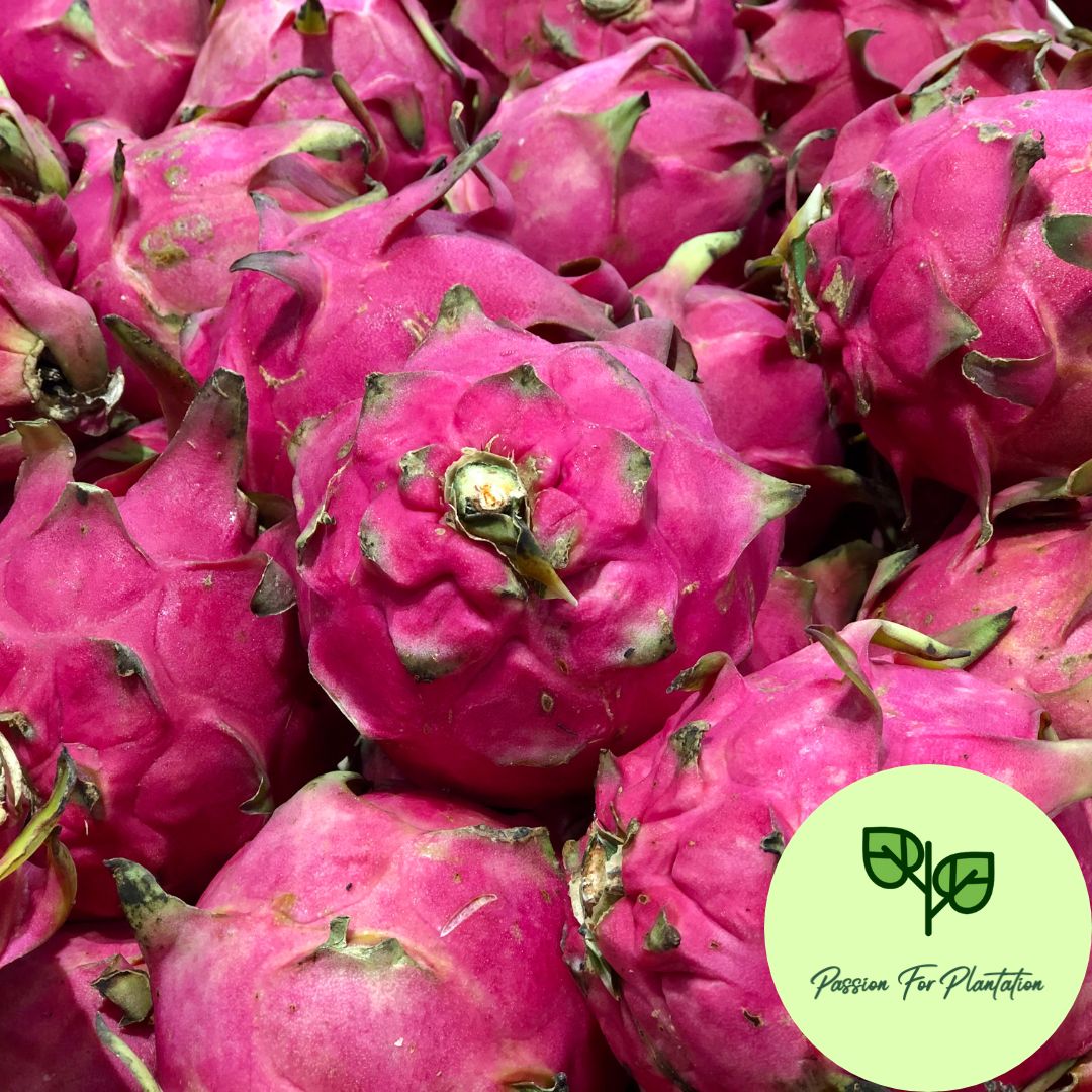 100Pcs Dragon Fruit Seeds