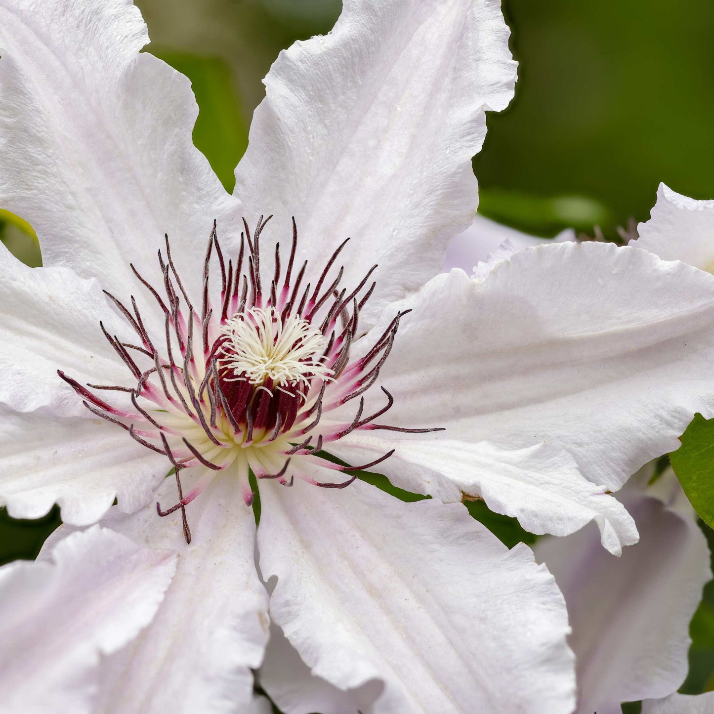 100Pcs Clematis Vine Flower Seeds