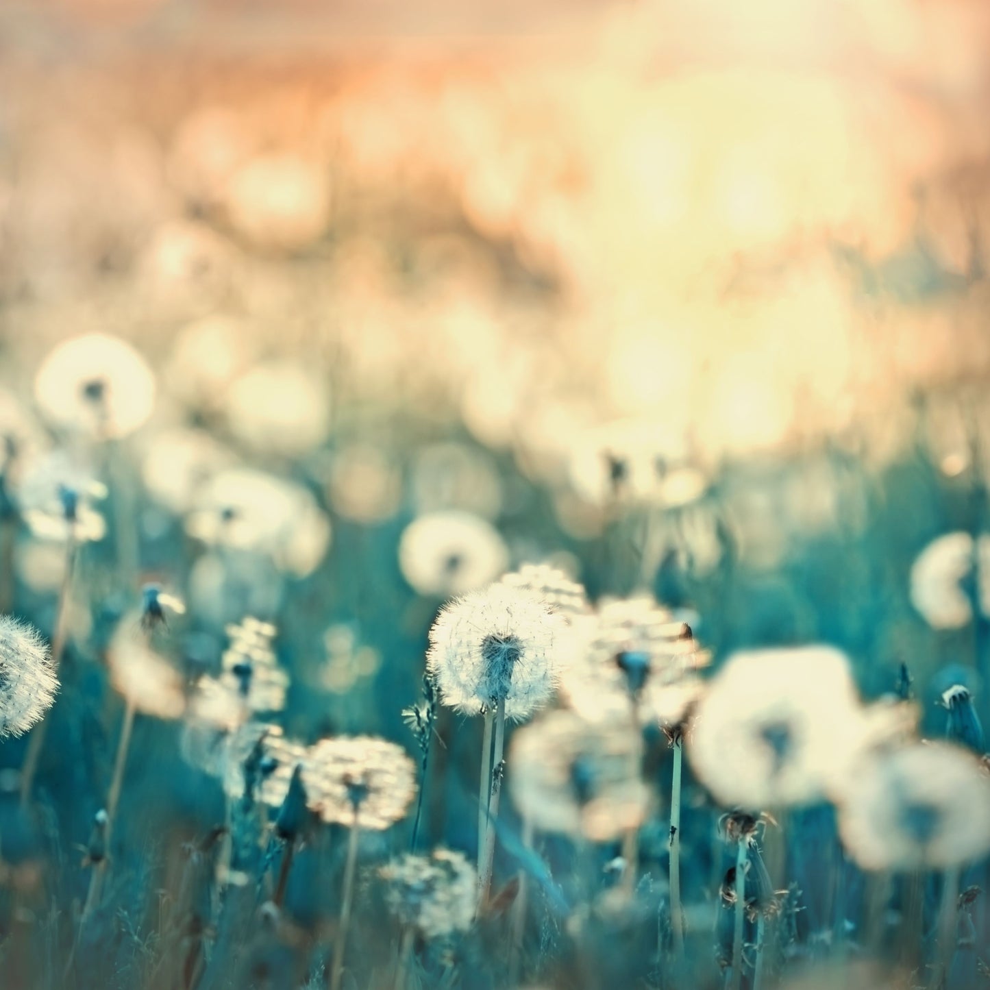 Dandelion (Taraxacum) Plant Seeds