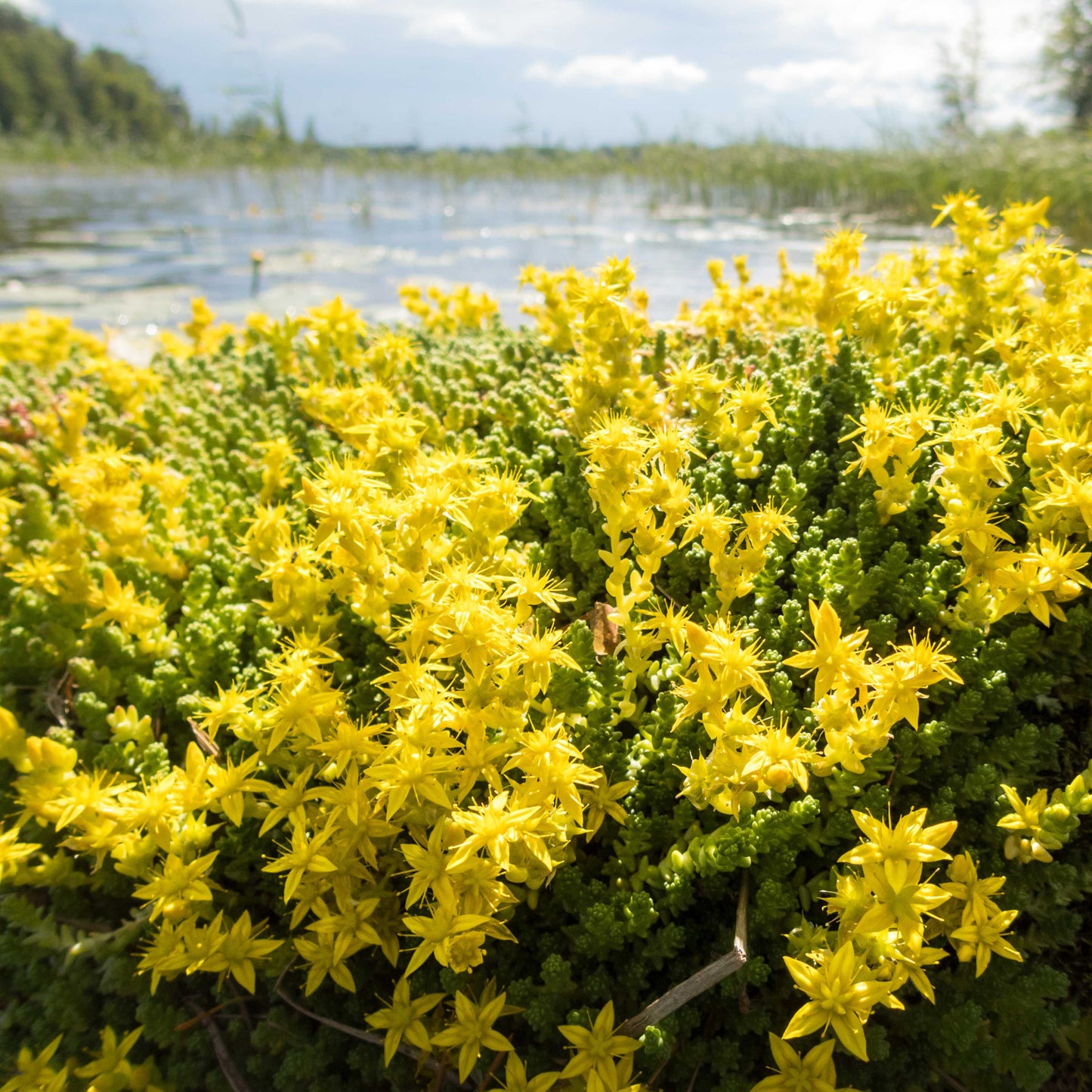 100Pcs Goldmoss Sedum (Sedum acre) Seeds