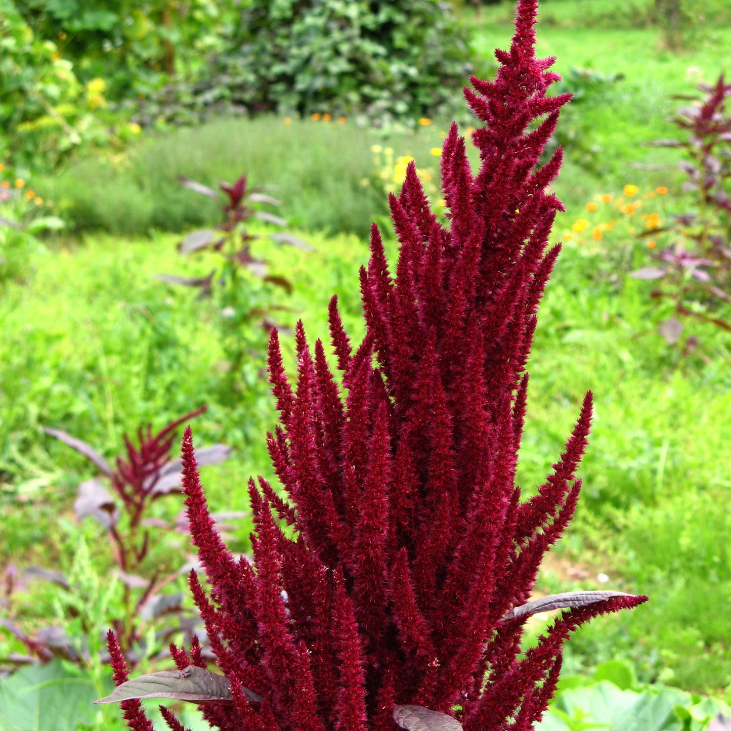 100Pcs Amaranth Plant Seeds