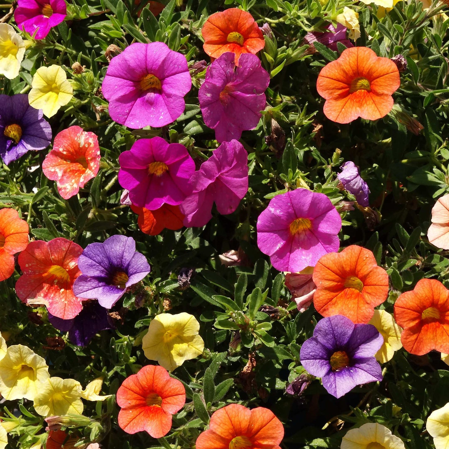 50Pcs Mixed Colors Petunia Seeds