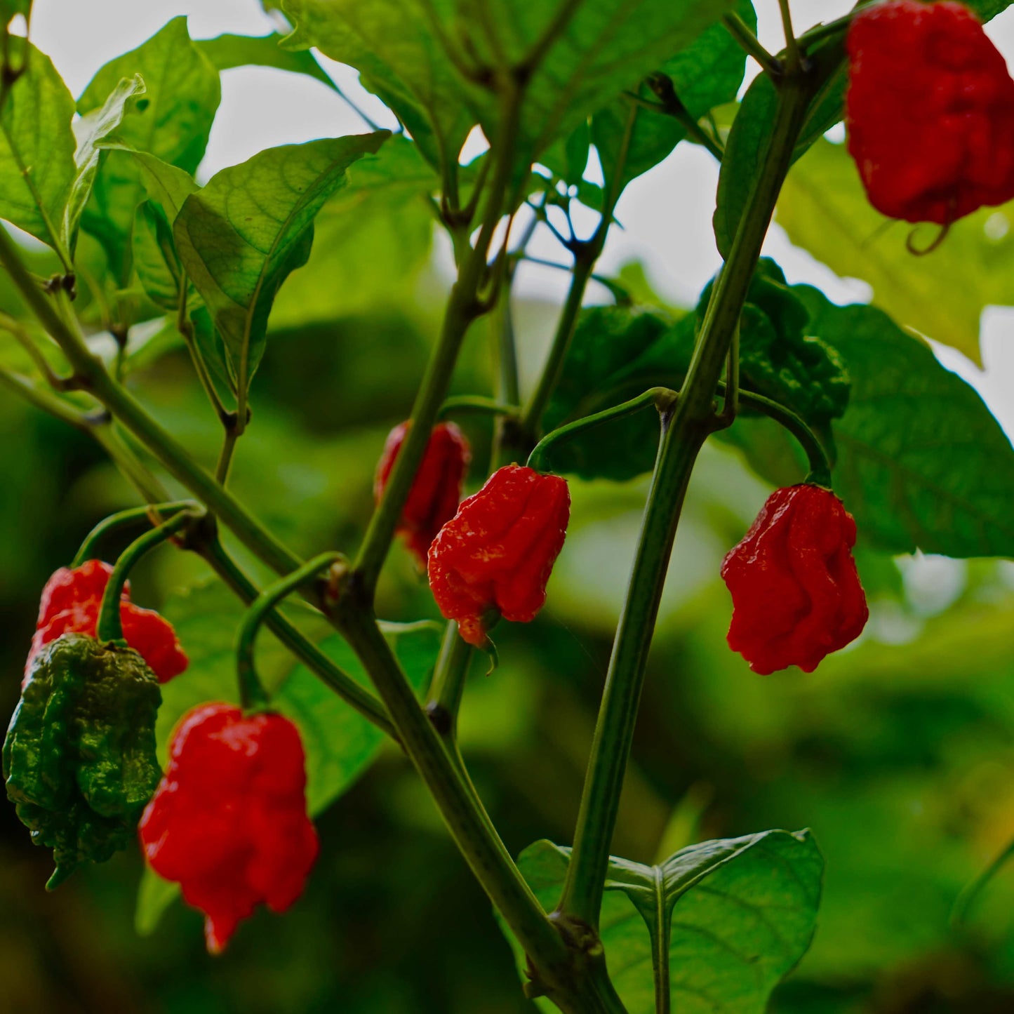 100Pcs Carolina Reaper Pepper Seeds