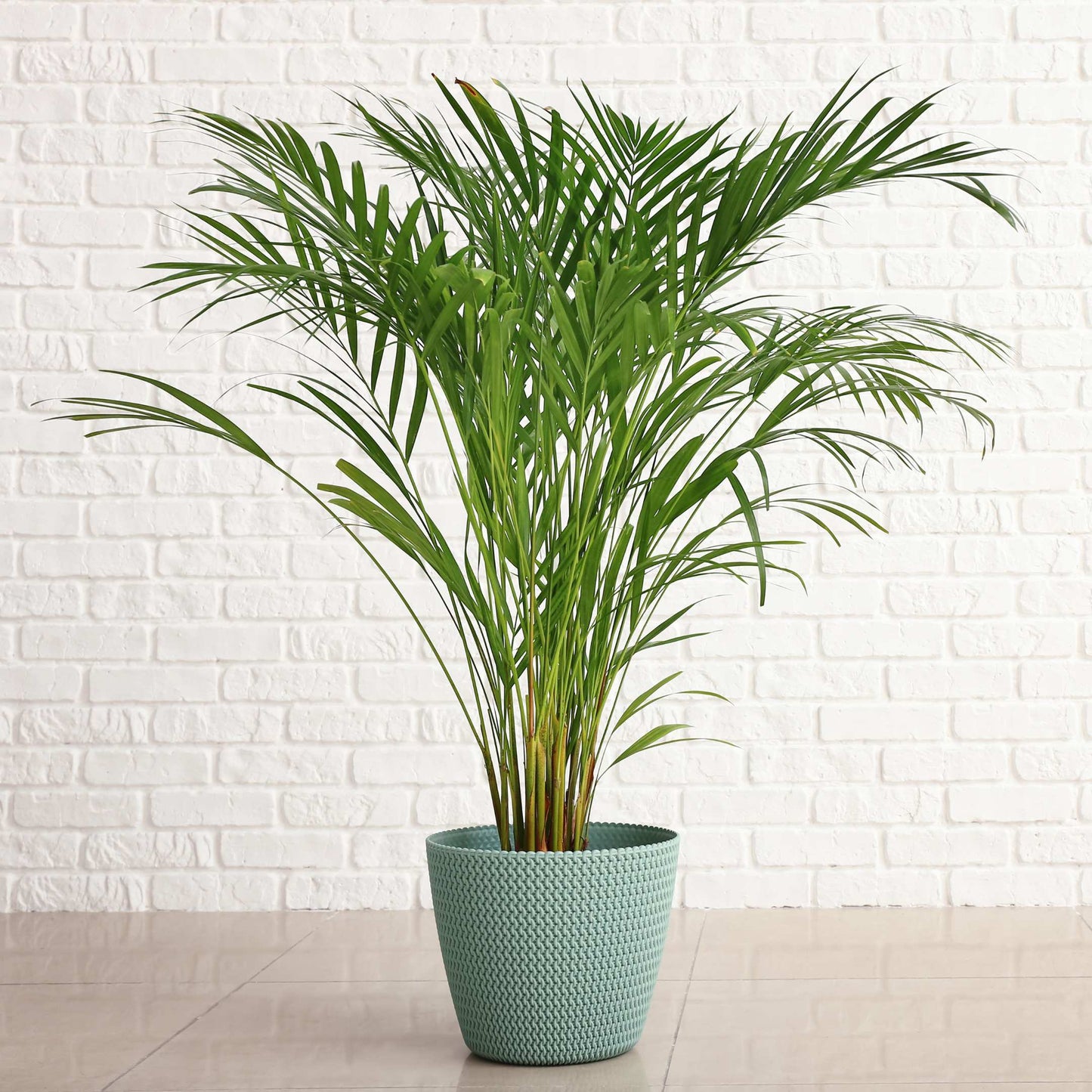 20Pcs Areca Palm Tree Seeds