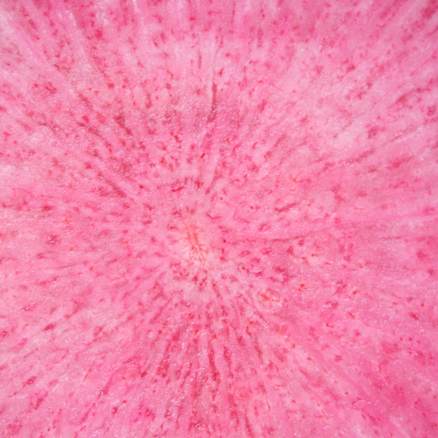 300Pcs Watermelon Radish Vegetable Heirloom Seeds