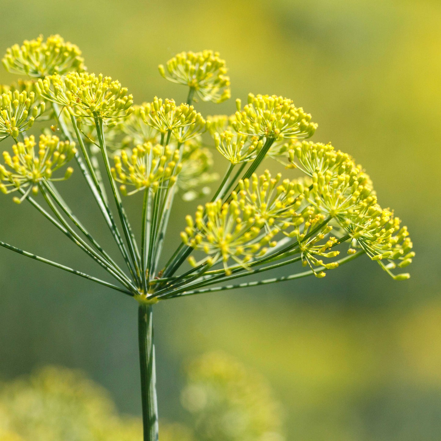 Organic Dill Seeds
