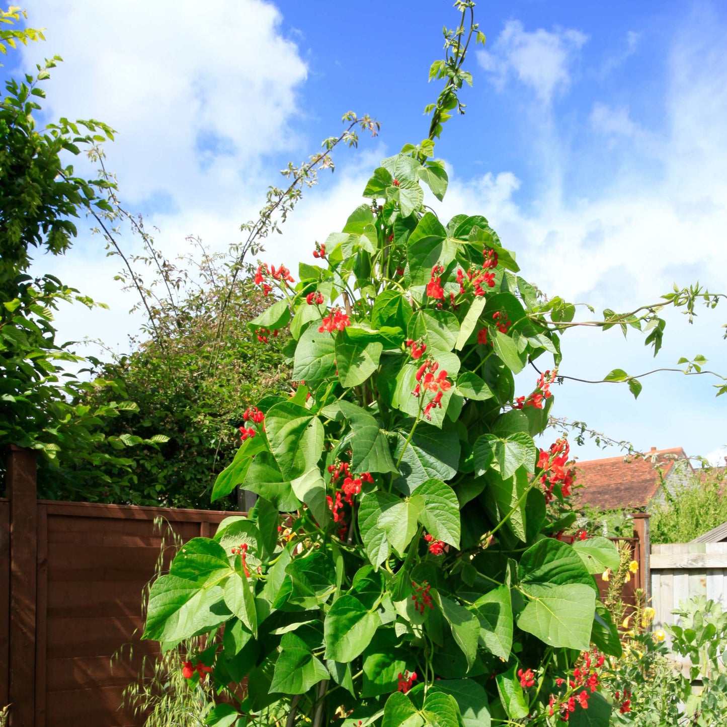 10Pcs Organic Scarlet Runner Bean Seeds