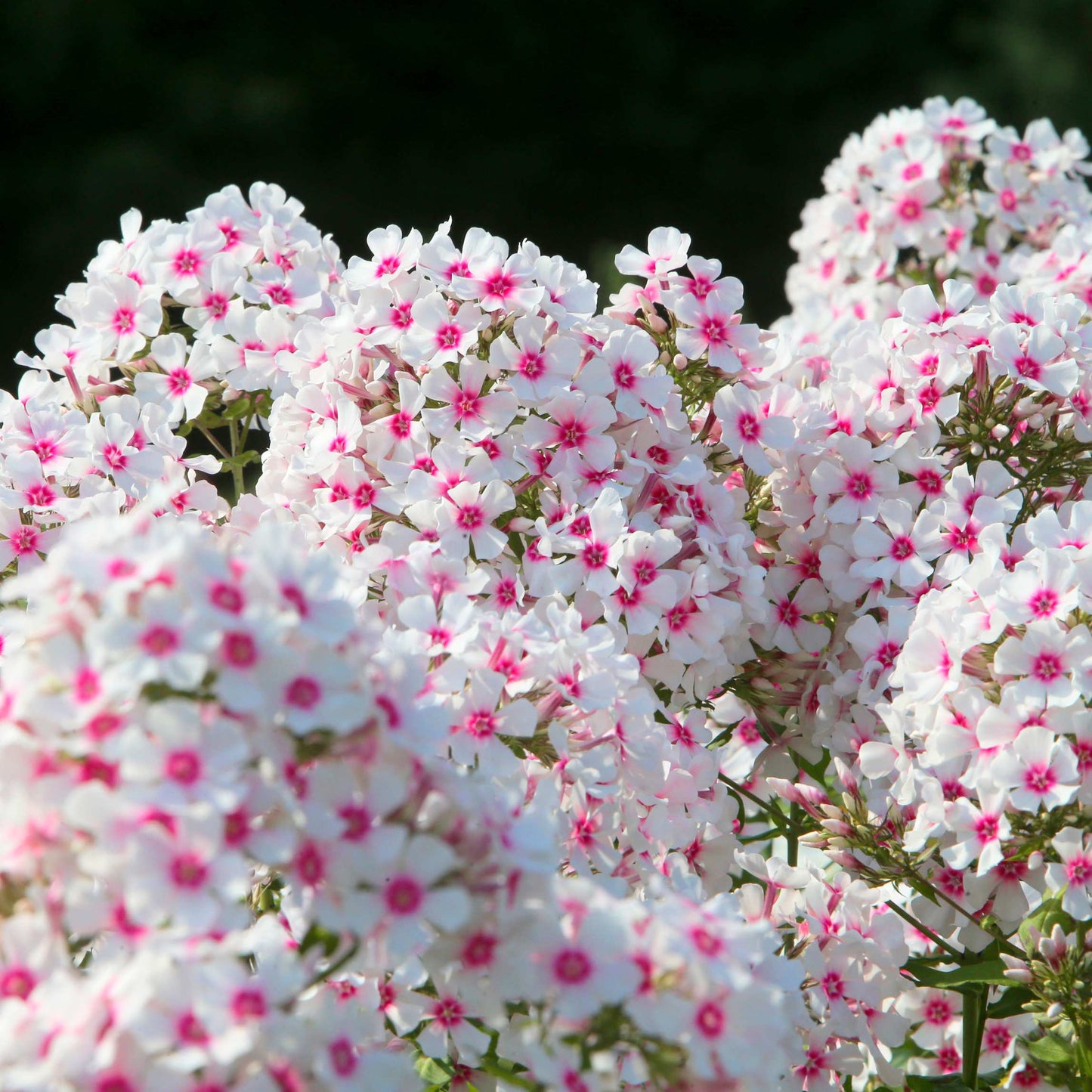 50Pcs Phlox Flower Seeds Pack