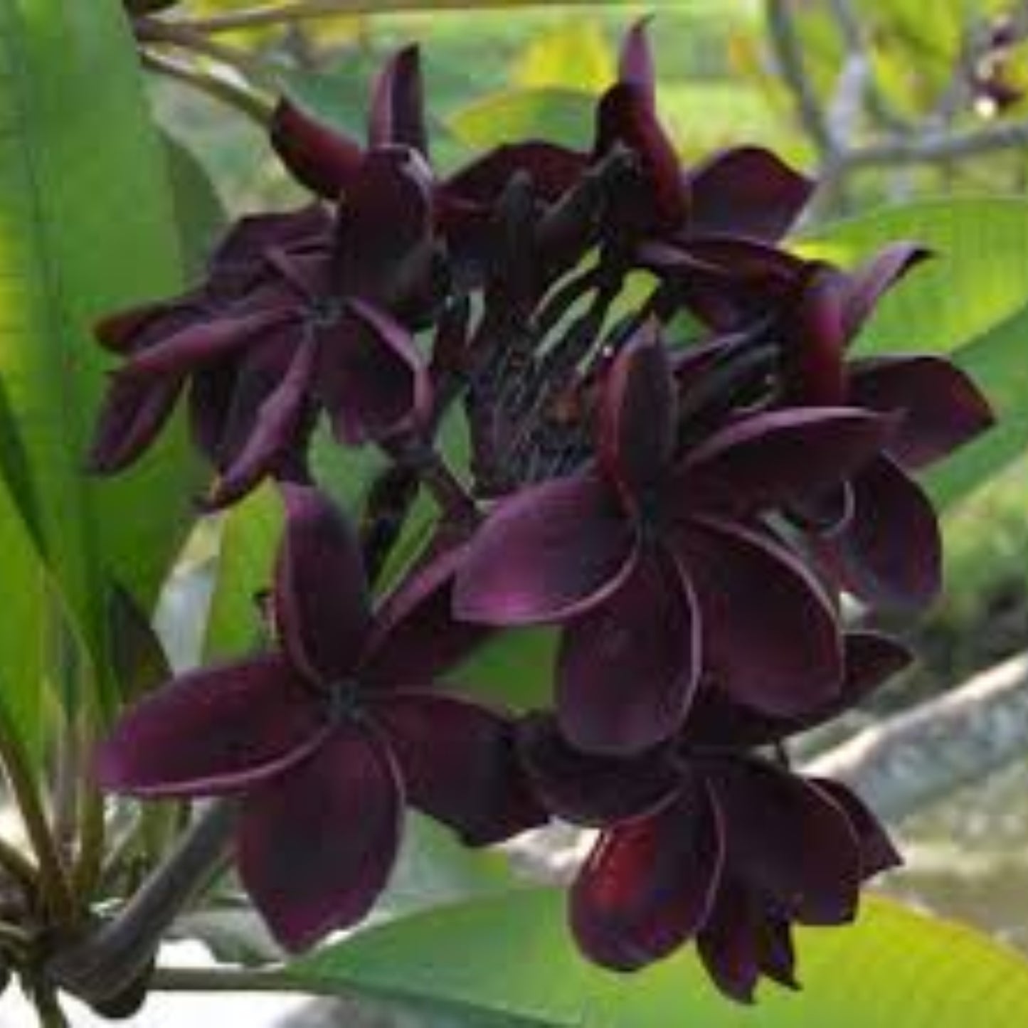 50 Plumeria Rubra Frangipani Seeds (Multi-Color)