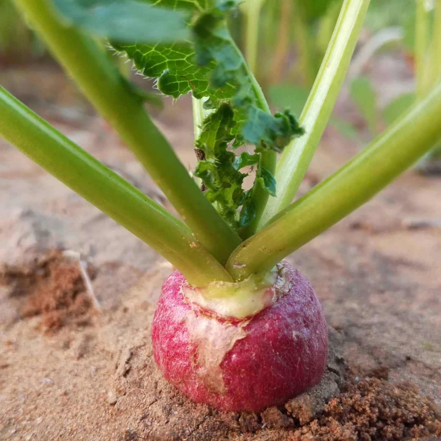 100Pcs Organic Turnip Seeds Pack