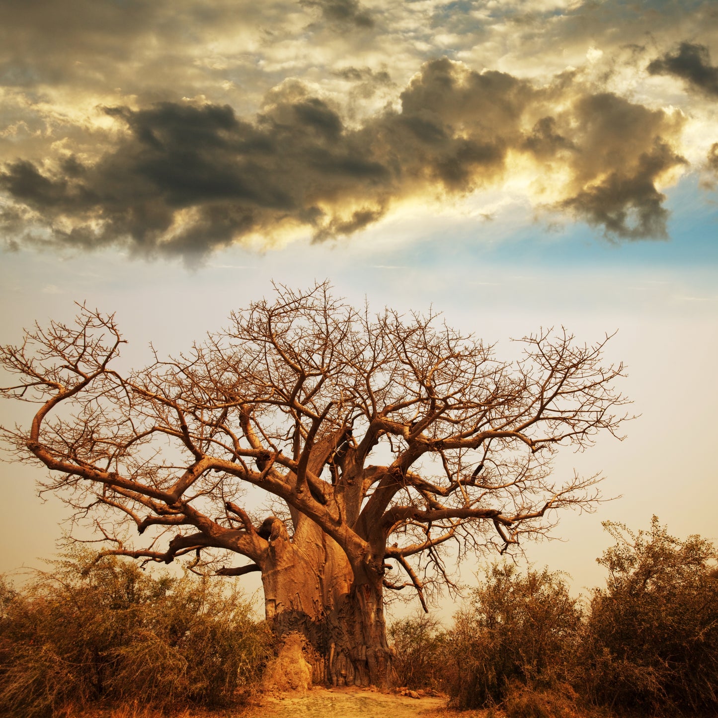 10 Seeds Baobab Tree Seeds (Adansonia Digitata)