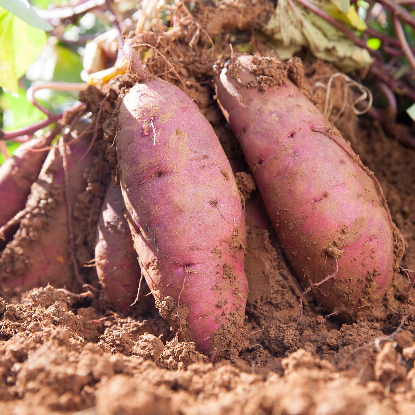 100Pcs Sweet Potato Seeds