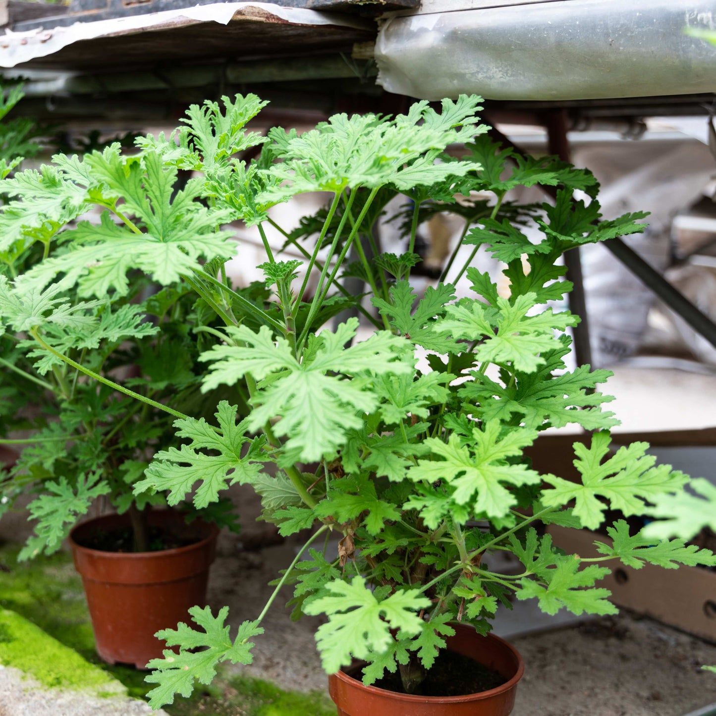100pcs Mosquito Repelling Citronella Plant Seeds