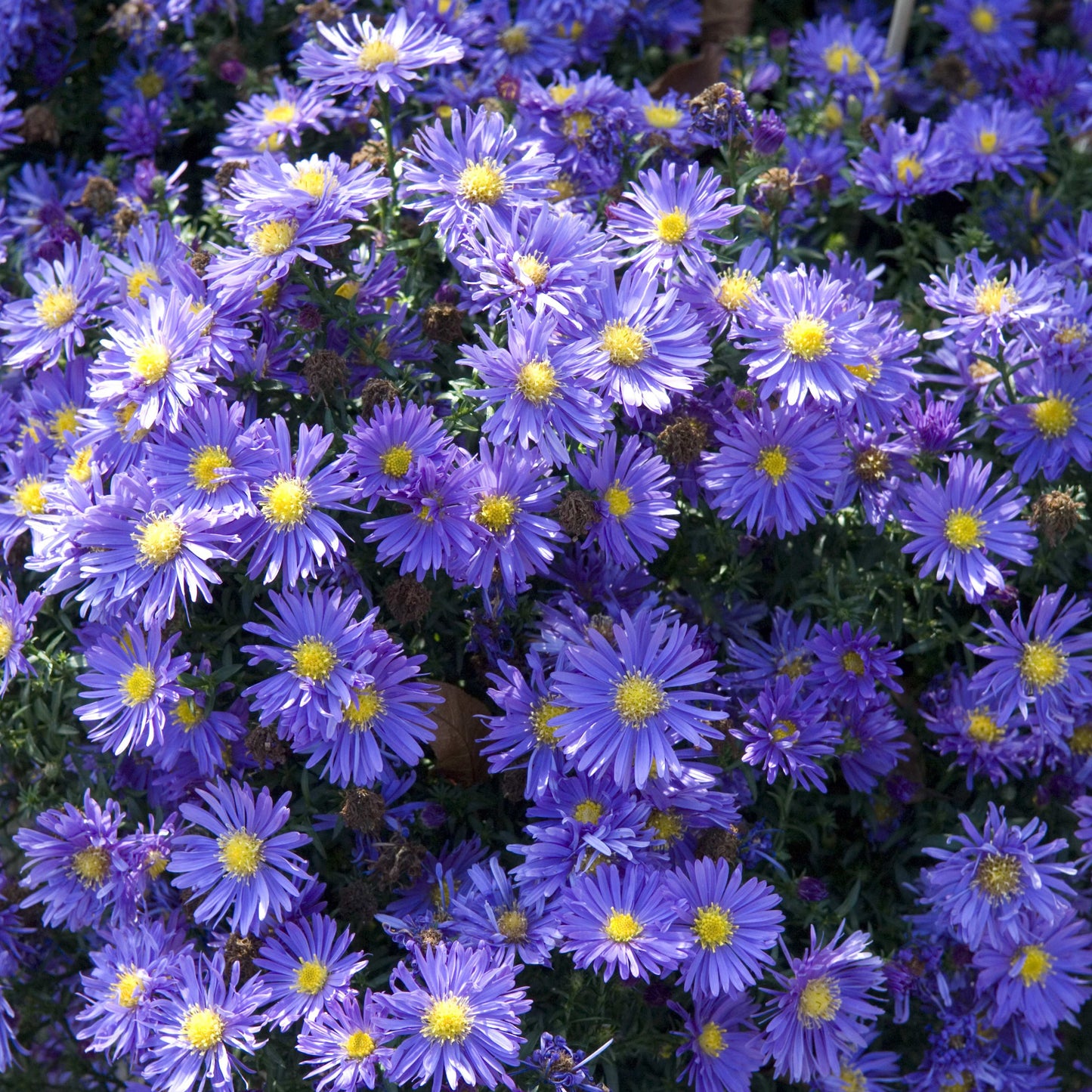 20Pcs Aster Flower Seeds