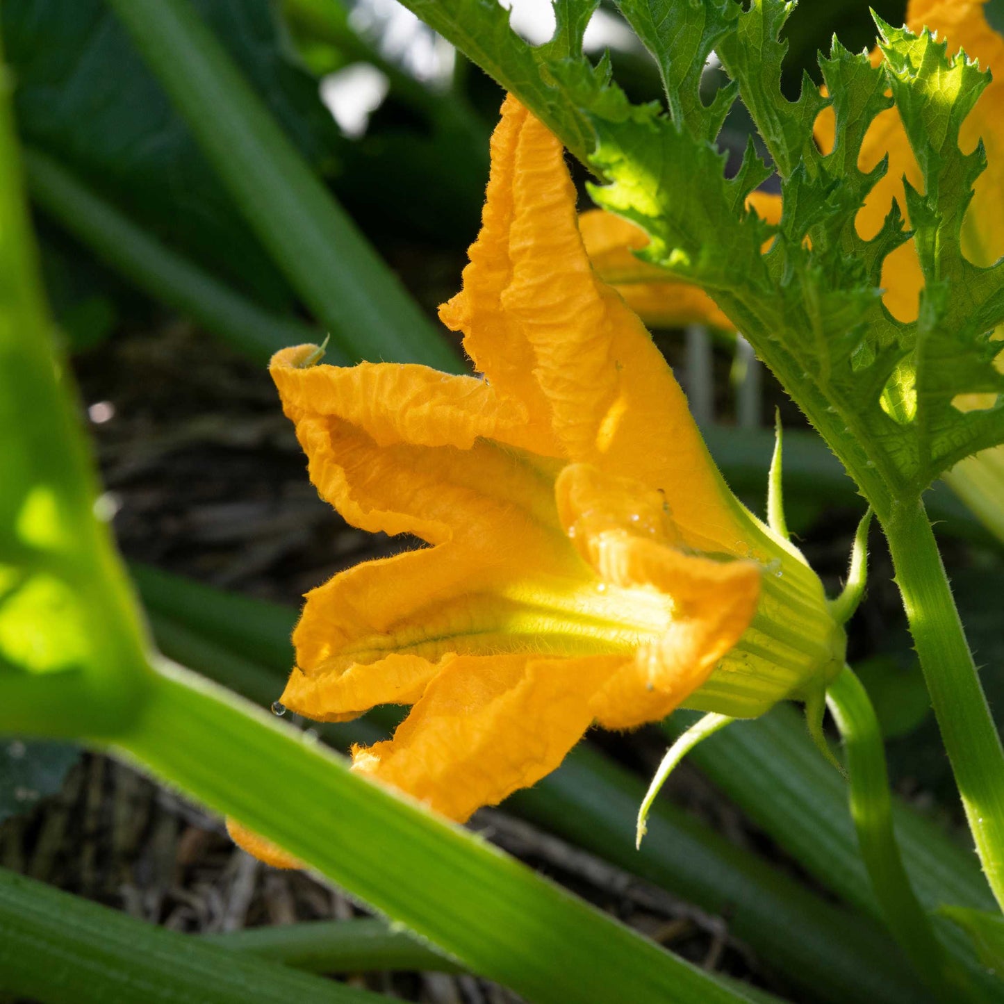 10Pcs Organic Summer Squash Seeds