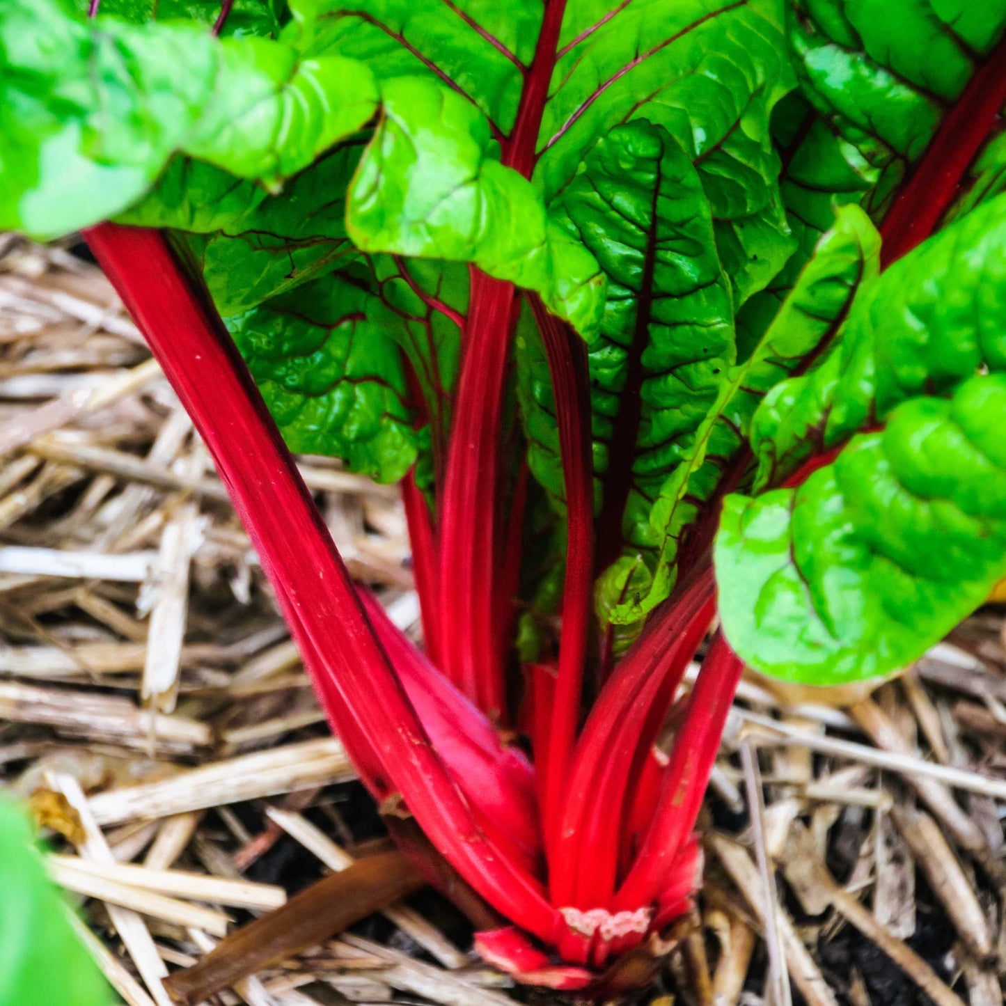 20Pcs Organic Swiss Chard Seeds
