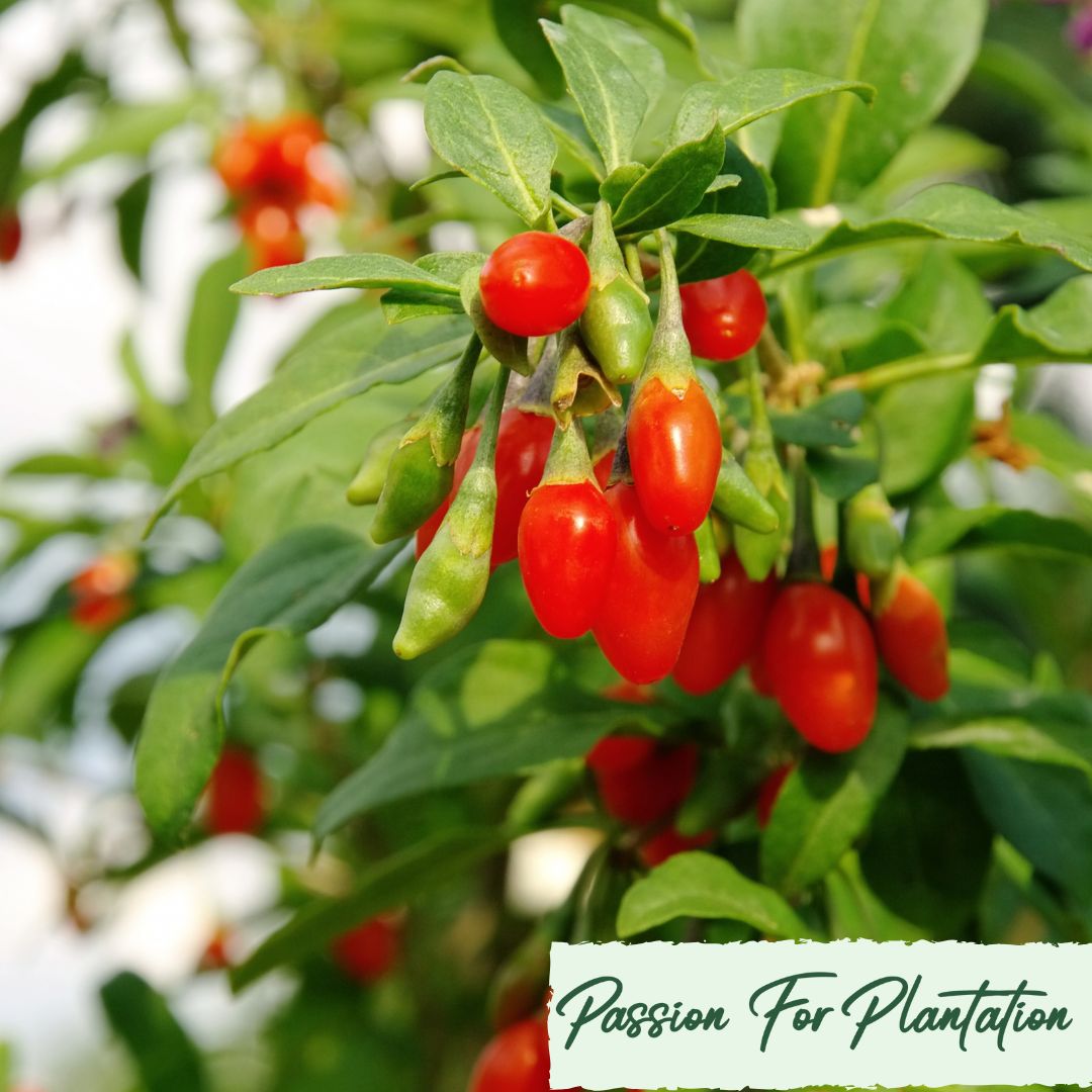 100Pcs Himalayan Goji Berry (Wolfberry) Seeds