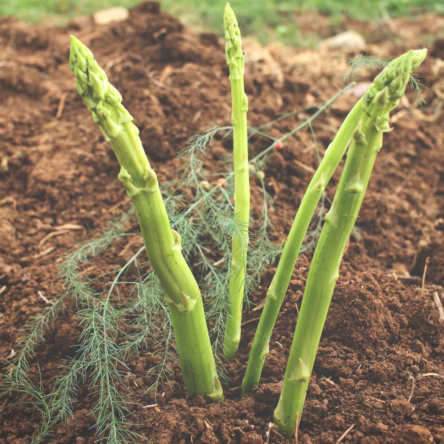 100Pcs Organic Asparagus Plant Seeds