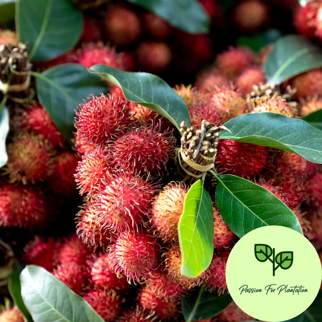 5Pcs Exotic Rambutan Fruit Seeds