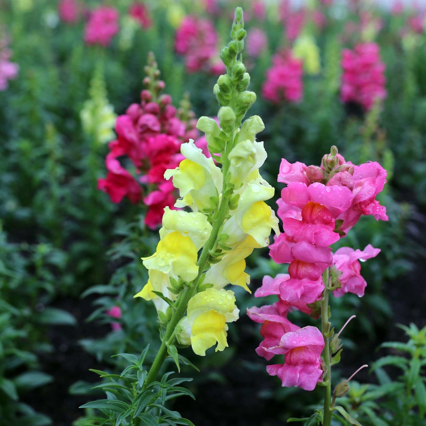 100Pcs Organic Snapdragon Flower Seeds Pack
