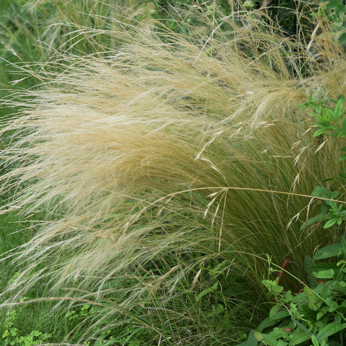 100Pcs Mexican Feather Grass Seeds