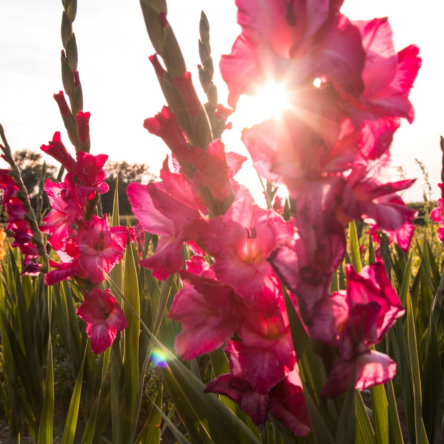 100Pcs Gladiolus Flower Seeds Pack