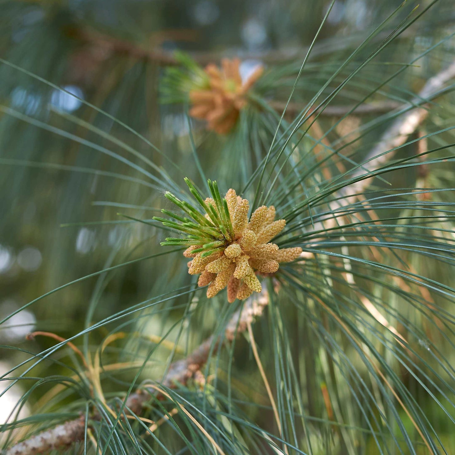 20Pcs Eastern White Pine Tree Seeds