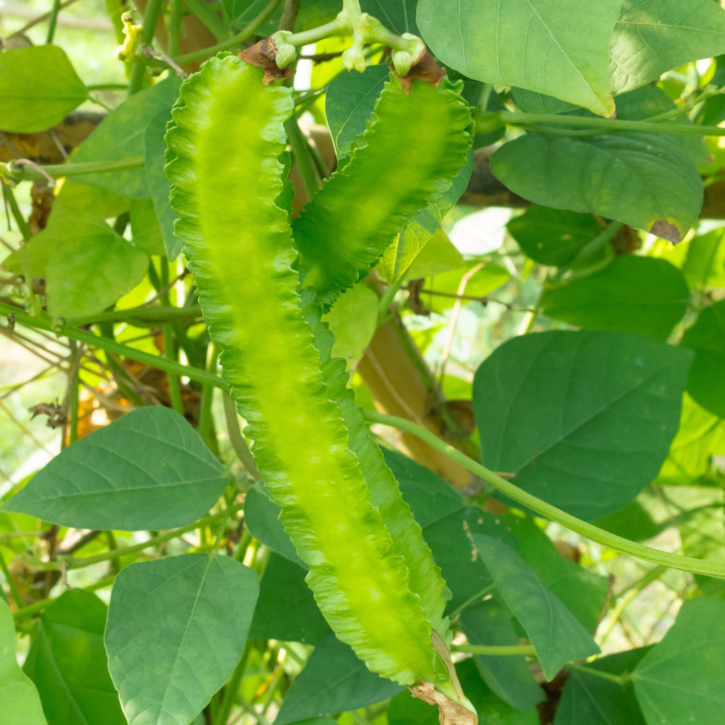10Pcs Winged Bean Seeds (Psophocarpus tetragonolobus)