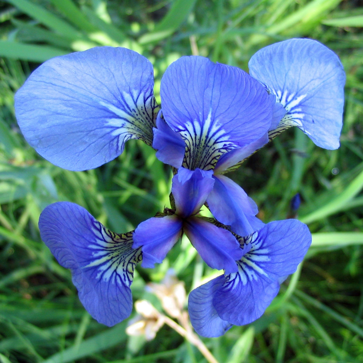 20Pcs Iris Setosa Flower Seeds